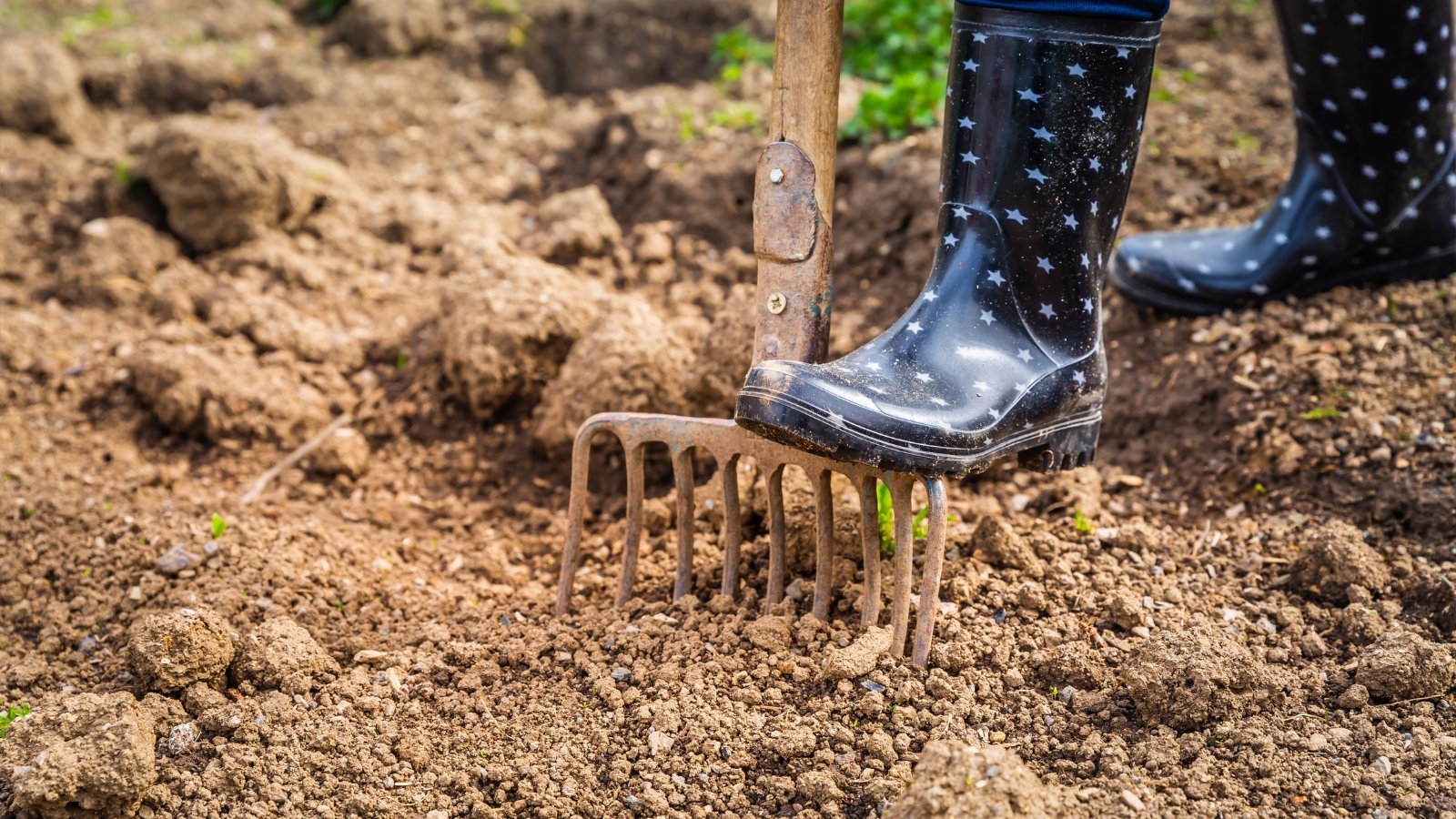 Una niña que lleva botas altas de goma negras está cavando en tierra marrón y suelta con un tenedor de jardín.