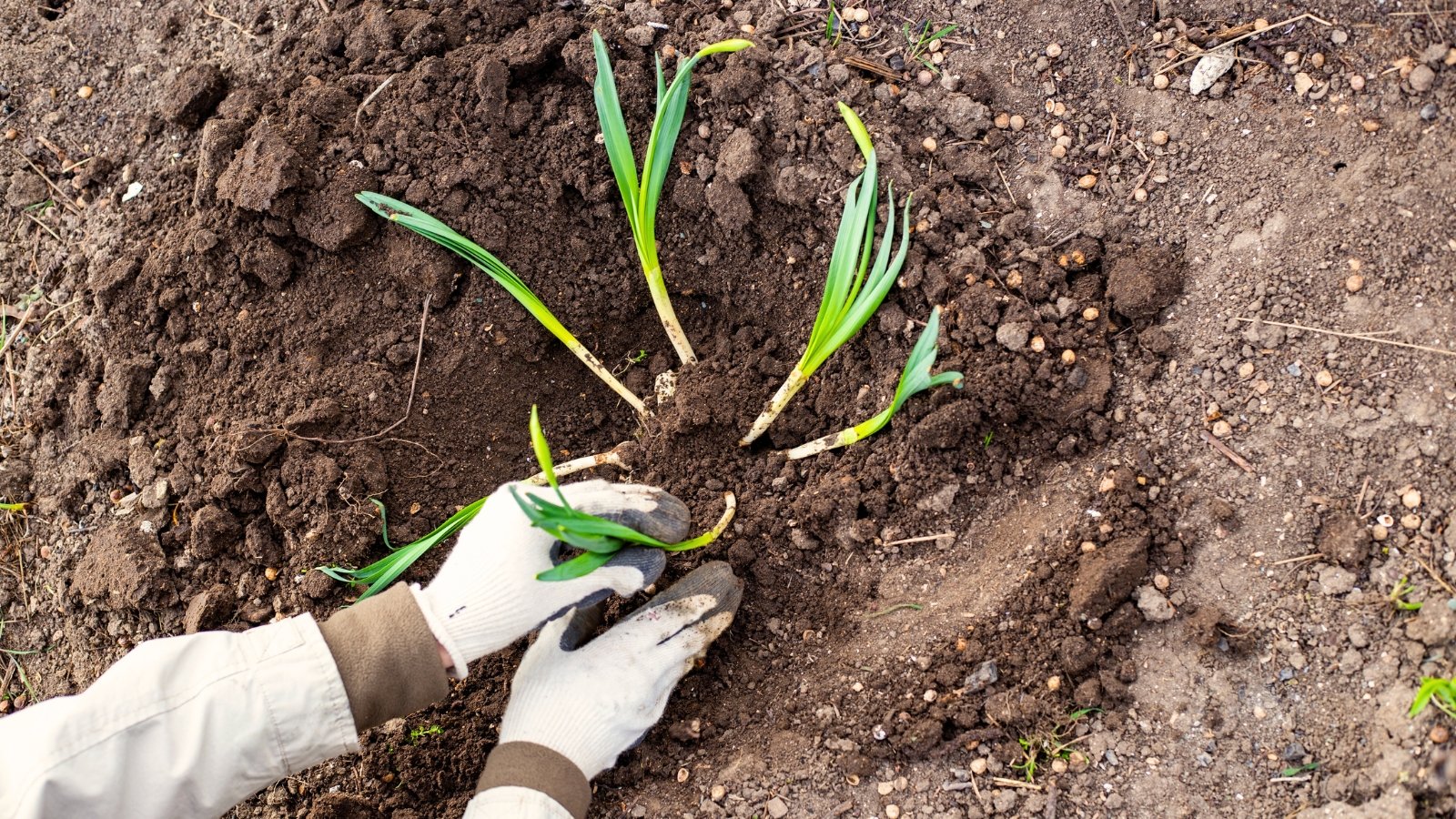 Close-up of a gardener's hands in white gloves transplanting freshly divided plants with small bulbs and thin green leaves into dark brown soil.