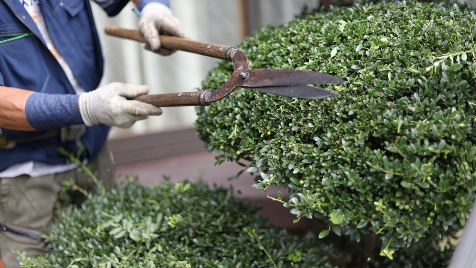 A gardener uses shears to carefully shape a compact, rounded green bush, its small, lush leaves creating a smooth, uniform surface.