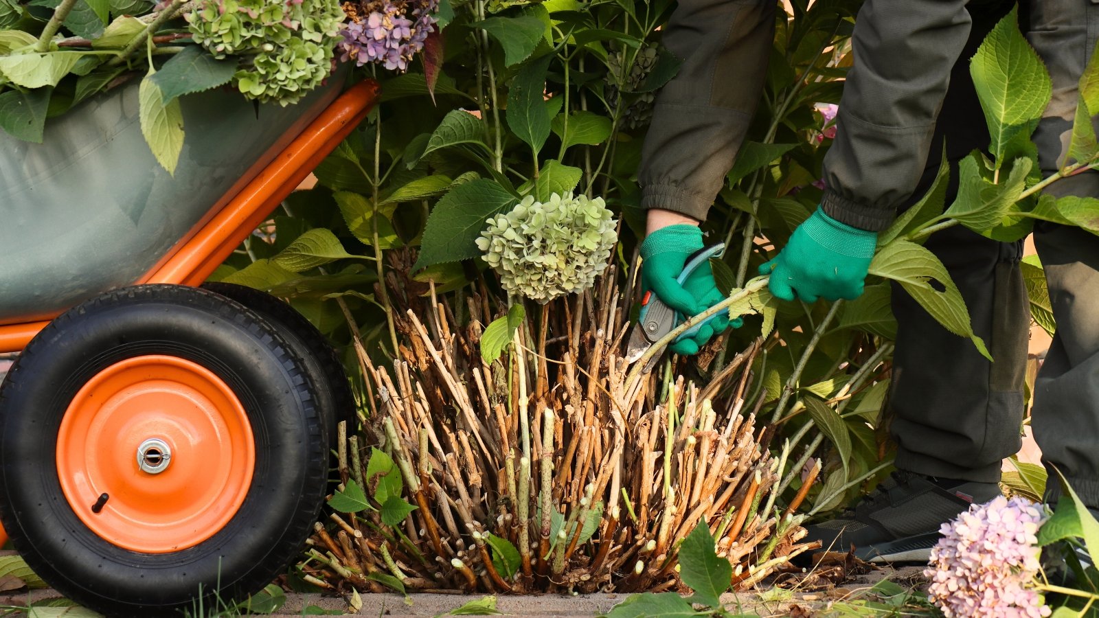 Un jardinero con guantes verdes utiliza tijeras de podar azules para podar ramas de un gran arbusto, con hojas anchas, de color verde vibrante, dentadas y restos de racimos de flores descoloridas de la temporada anterior.