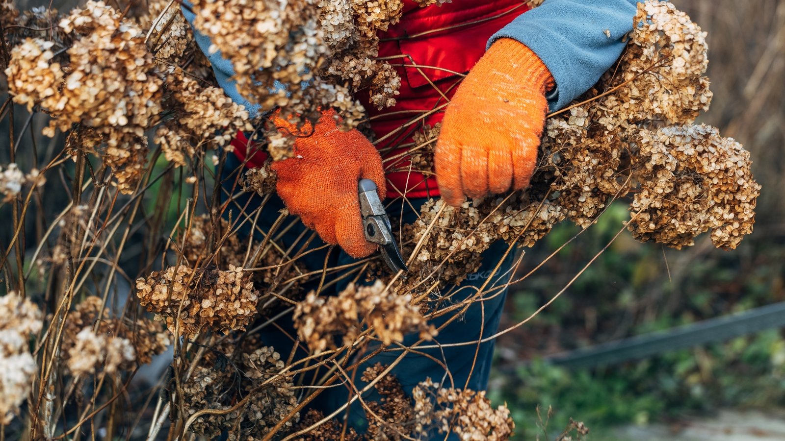 Un jardinero con guantes de color naranja brillante utiliza tijeras de podar para cortar flores secas de hortensias en tallos altos, delgados y desnudos en un jardín de otoño.