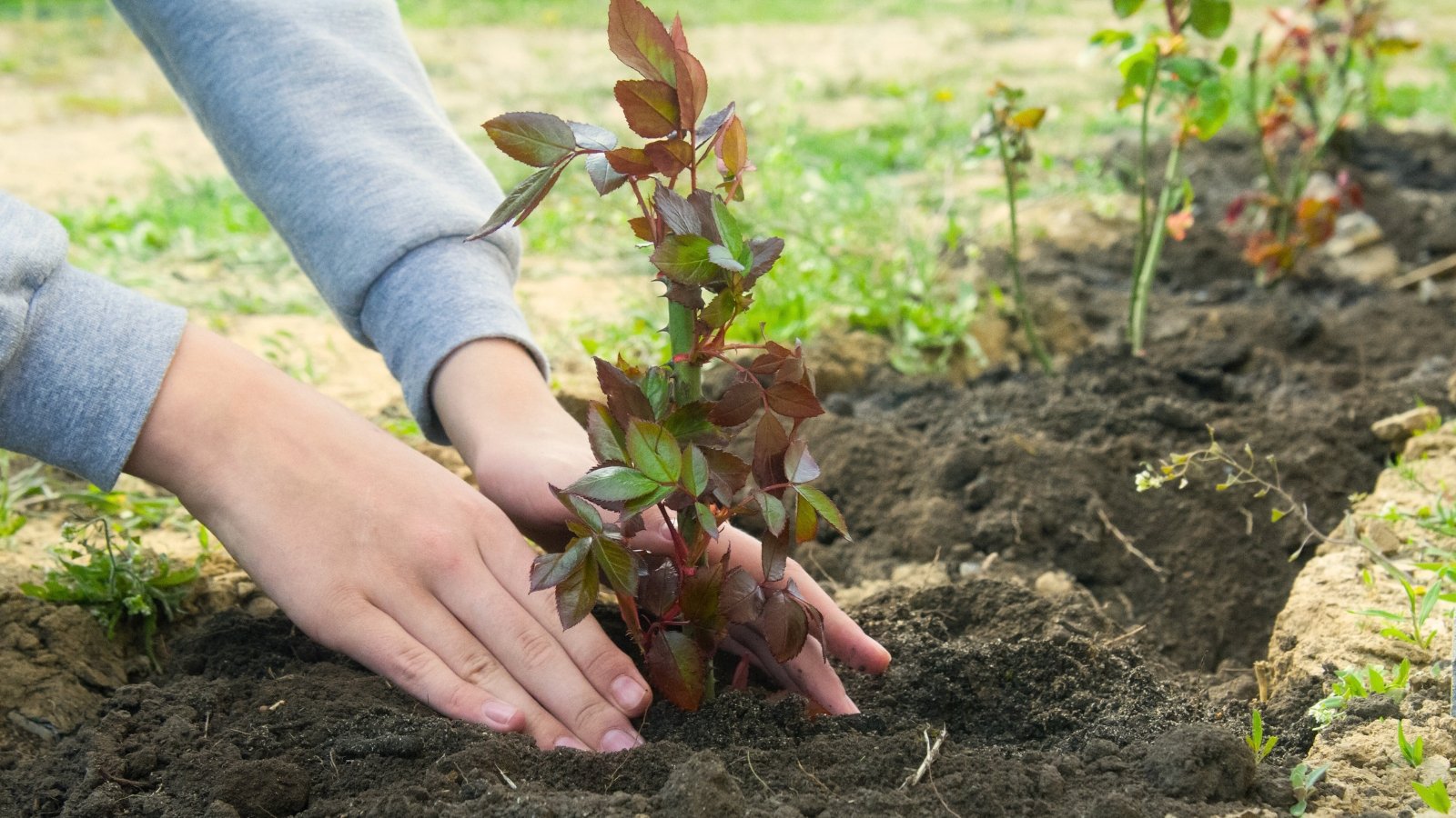 A woman's hands carefully plant a young tree with short, prickly stems and complex foliage with oval, toothed leaflets in a garden bed.