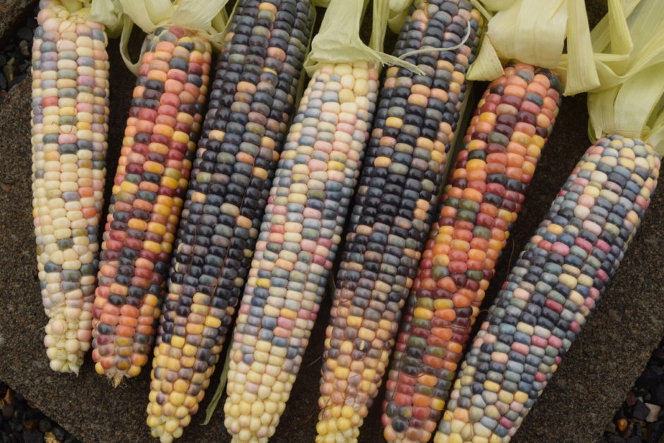 Glass Gem Corn