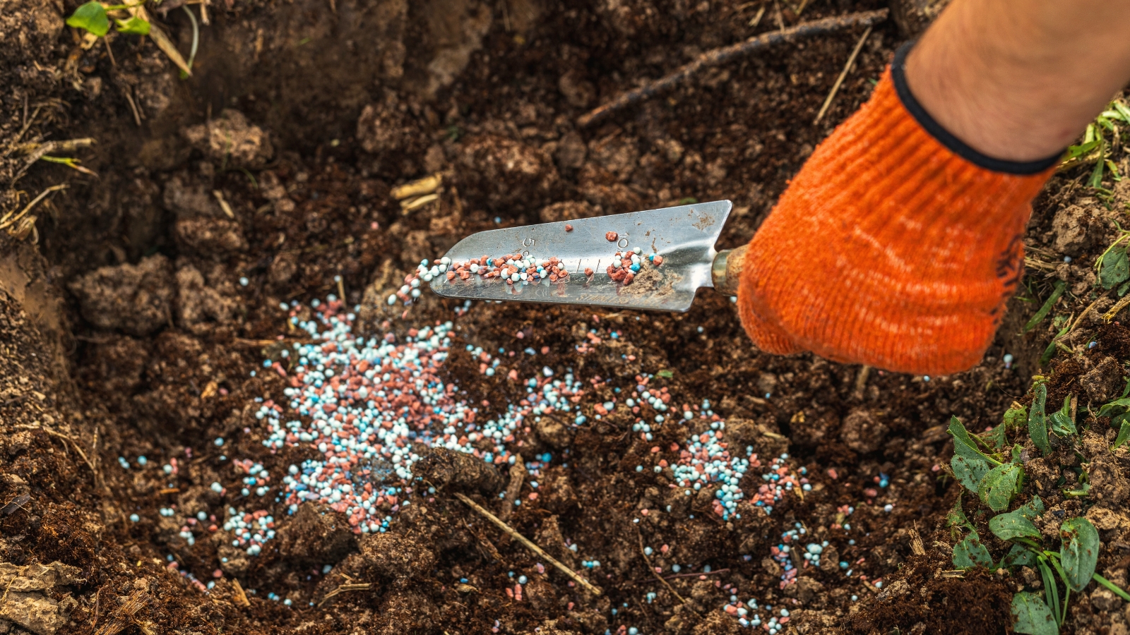 Close-up of a man's hand in an orange glove spreading multi-colored granular fertilizers into the soil using a garden trowel.