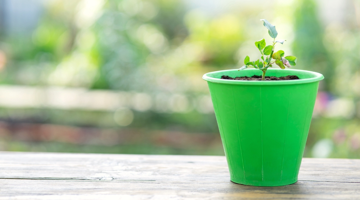 Close-up of a green pot with young rose seedling on a blurred background of a sunny garden. A young rose seedling has a vertical stem and complex pinnate leaves. These leaves consist of small oval leaflets that are green in color and have jagged edges.