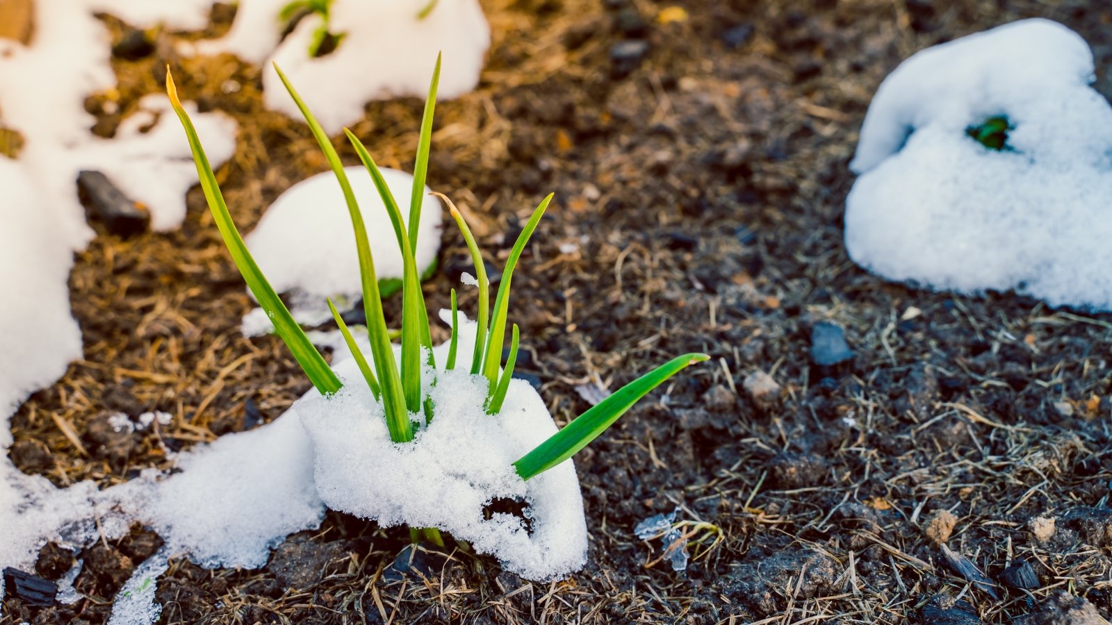 Green garlic cloves emerge delicately from the snow, their vibrant leaves contrasting sharply with the white blanket.