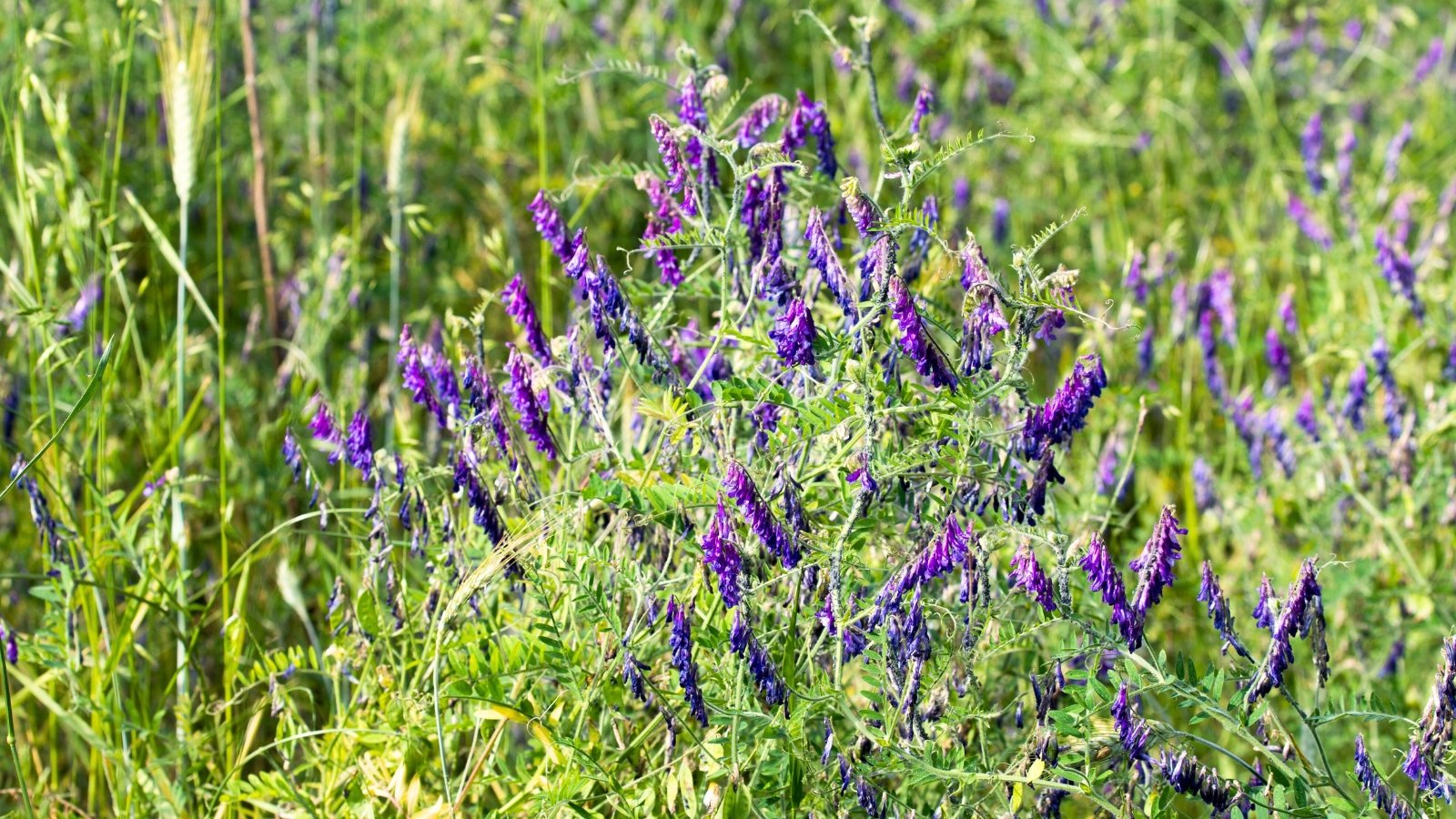 The blooming hairy vetch features clusters of small purple flowers along trailing vines, surrounded by fern-like green leaves.
