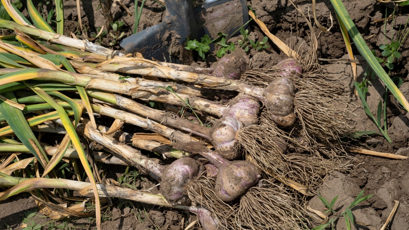Close-up of a freshly picked bunch of plants with tall, straight stems, thin green leaves, and white-pinkish bulbs covered in papery skins.