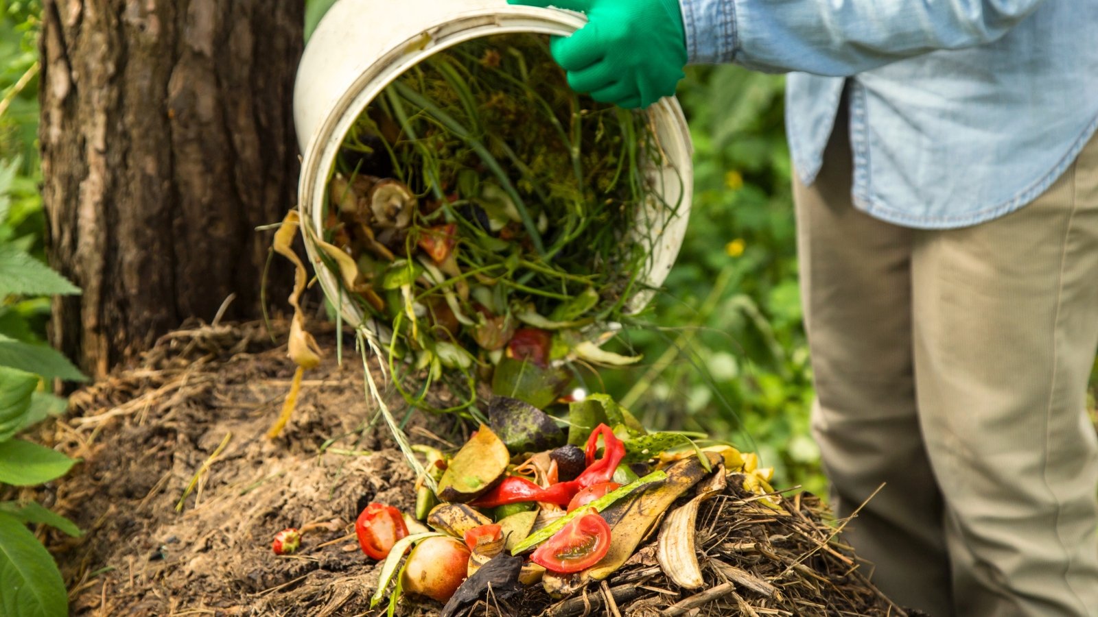 Close-up of a gardener wearing green gloves pouring kitchen scraps from a white bucket into a pile of organic matter in the garden.