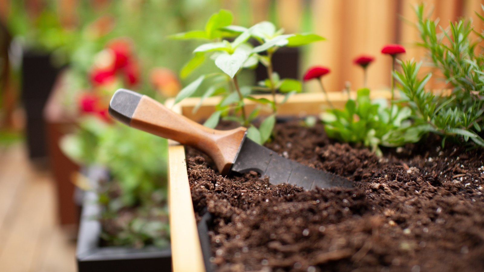 Close-up of a hori-hori gardening tool with a sharp, serrated steel blade and pointed tip, attached to a wooden handle, resting in loose soil on a raised wooden bed in a garden.
