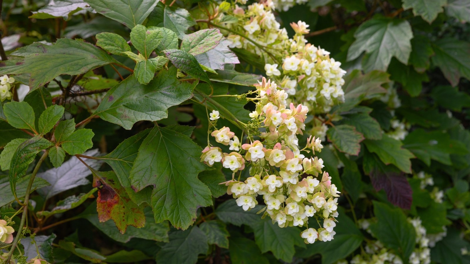 Racimos de flores blancas en forma de cono que envejecen hasta volverse rosados, combinados con hojas profundamente lobuladas parecidas a las de un roble.