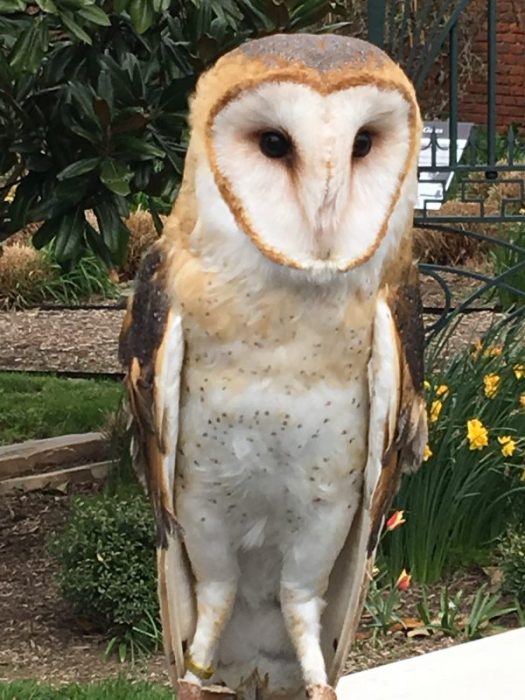Owl