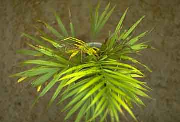 interior-palm-high-salt