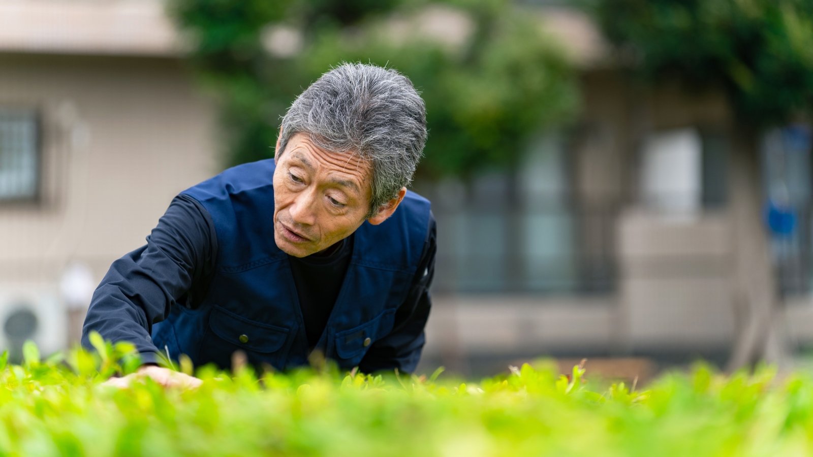 An elderly gardener inspects green foliage closely, leaning in to examine the dense, healthy leaves.