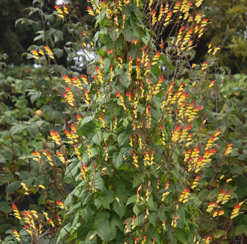 Ipomoea lobata Spanish flag firecracker vine