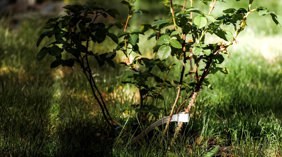 Close-up of a rose bush in the garden. A label with the signature is attached to one of the stems. The plant has vertical stems covered with small sharp thorns and complex pinnate leaves. The leaves consist of oval, dark green leaflets with jagged edges.