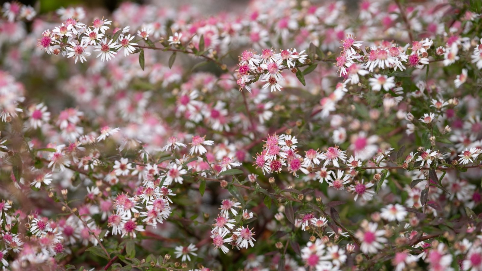 Small white flowers with pink centers bloom along arching, dark stems, set against deep purple-green foliage for a striking display.
