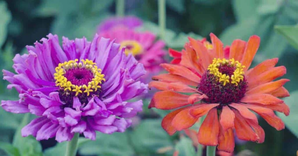Blooming Zinnias in Pots
