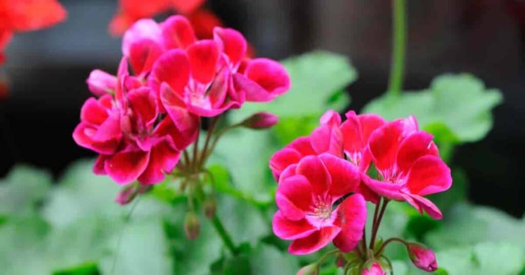 Deer and Geranium