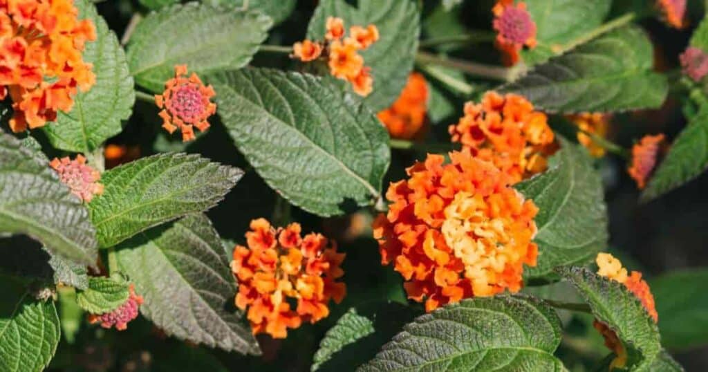 Growing Lantana Urticoides