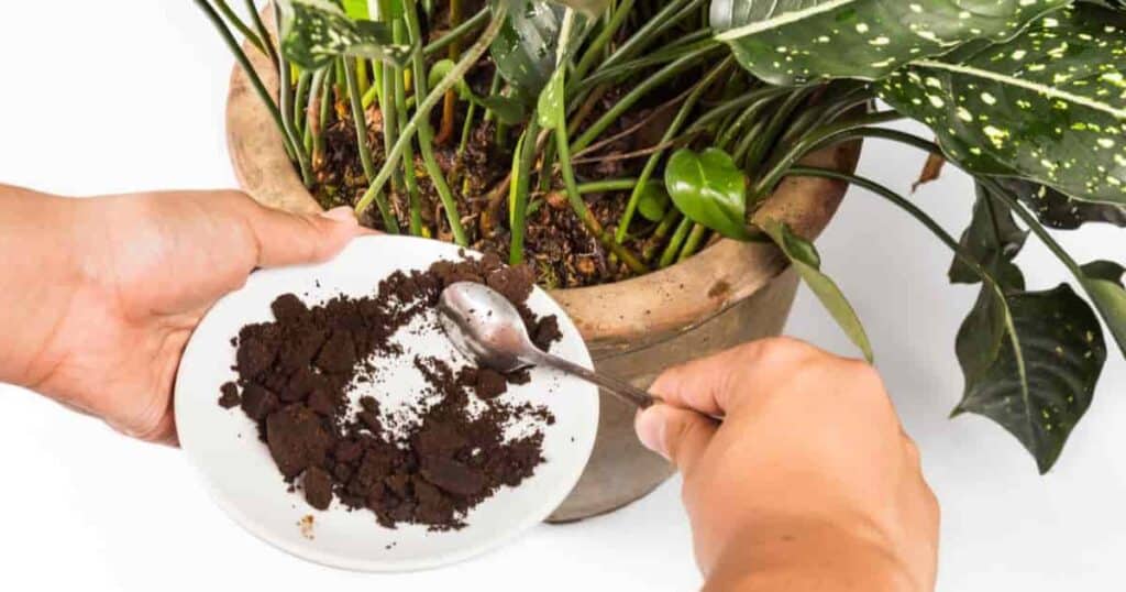 Coffee Grounds on Plants