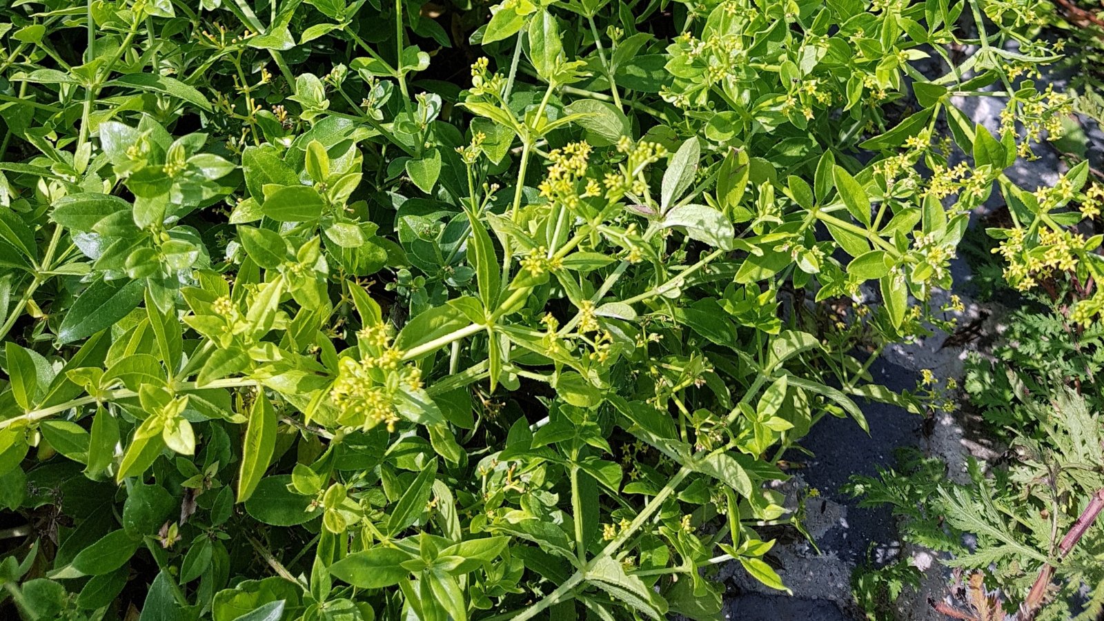 The leaves of Rubia tinctorum are narrow and pointed, complemented by small, yellow, star-like flowers.