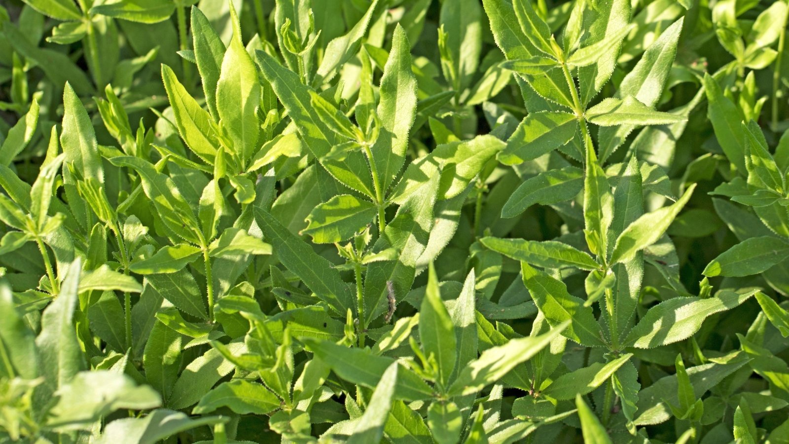 Close-up of Rubia tinctorum seedlings characterized by lance-shaped leaves of bright green color with slightly jagged edges.