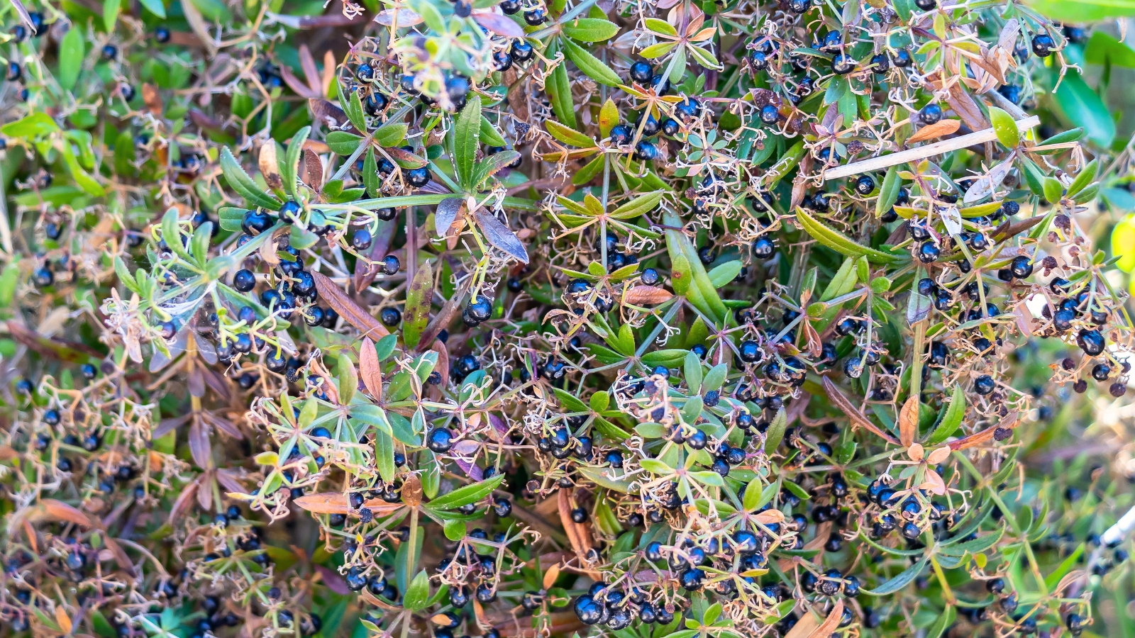 Rubia tinctorum is characterized by slender lance-shaped leaves, clusters of small, round, dark berries.