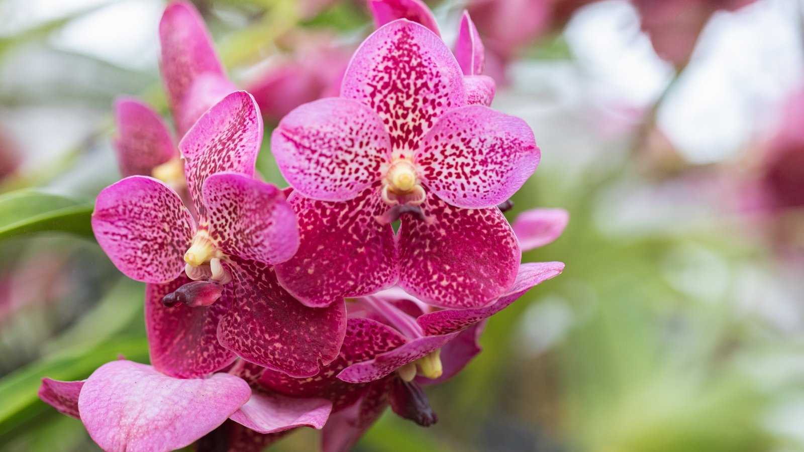 Vibrant magenta flowers with textured petals and intricate white spots amidst green foliage.
