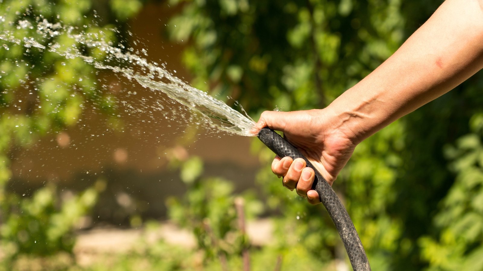 Close-up of a man's hand watering a garden with a black hose.