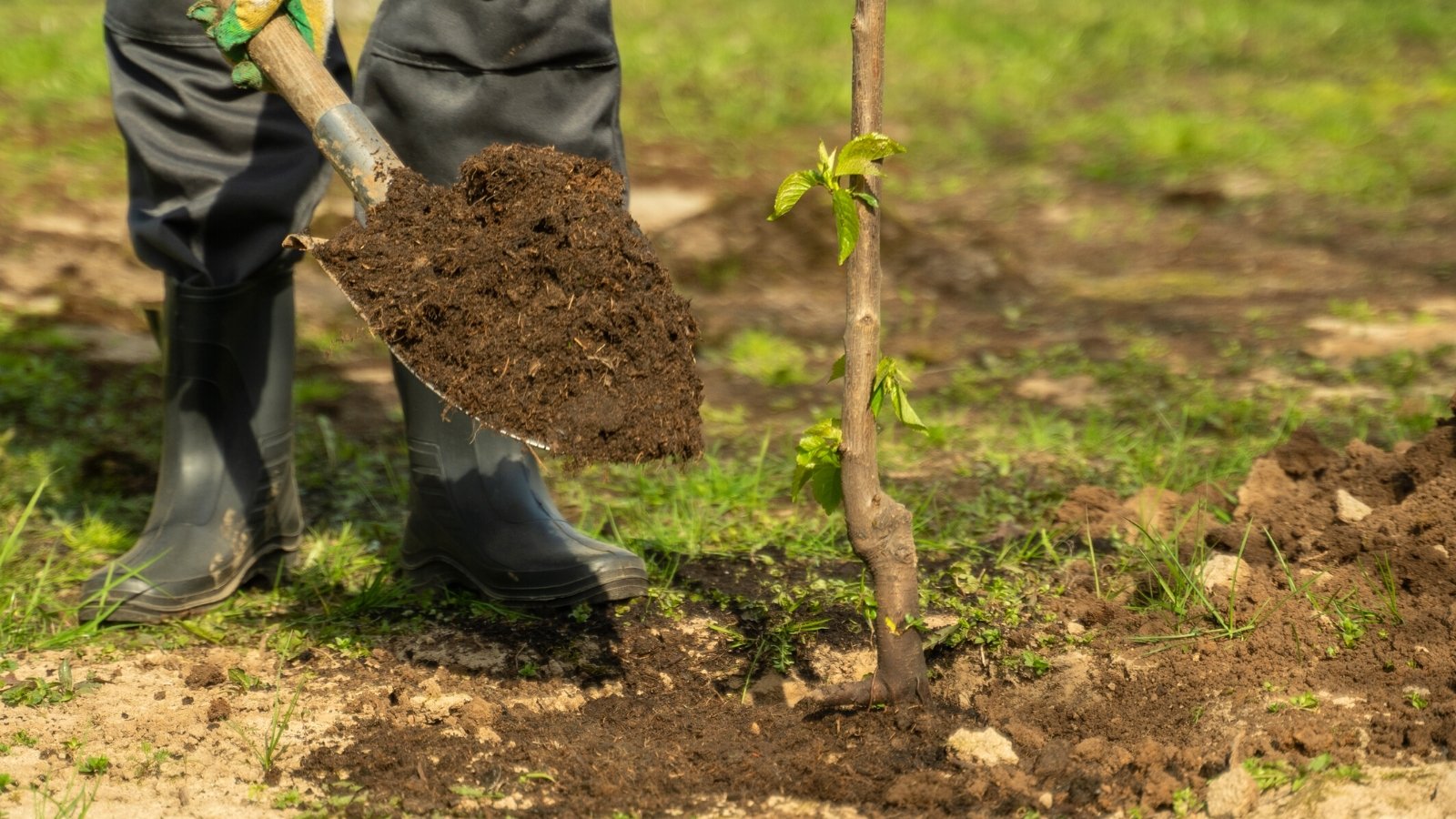 Close-up of a man planting a fruit tree in a sunny garden. He is wearing black trousers, high black rubber boots and yellow and green gloves. The tree has an upright trunk with smooth, gray-brown bark. A gardener holds a large shovel full of soil.