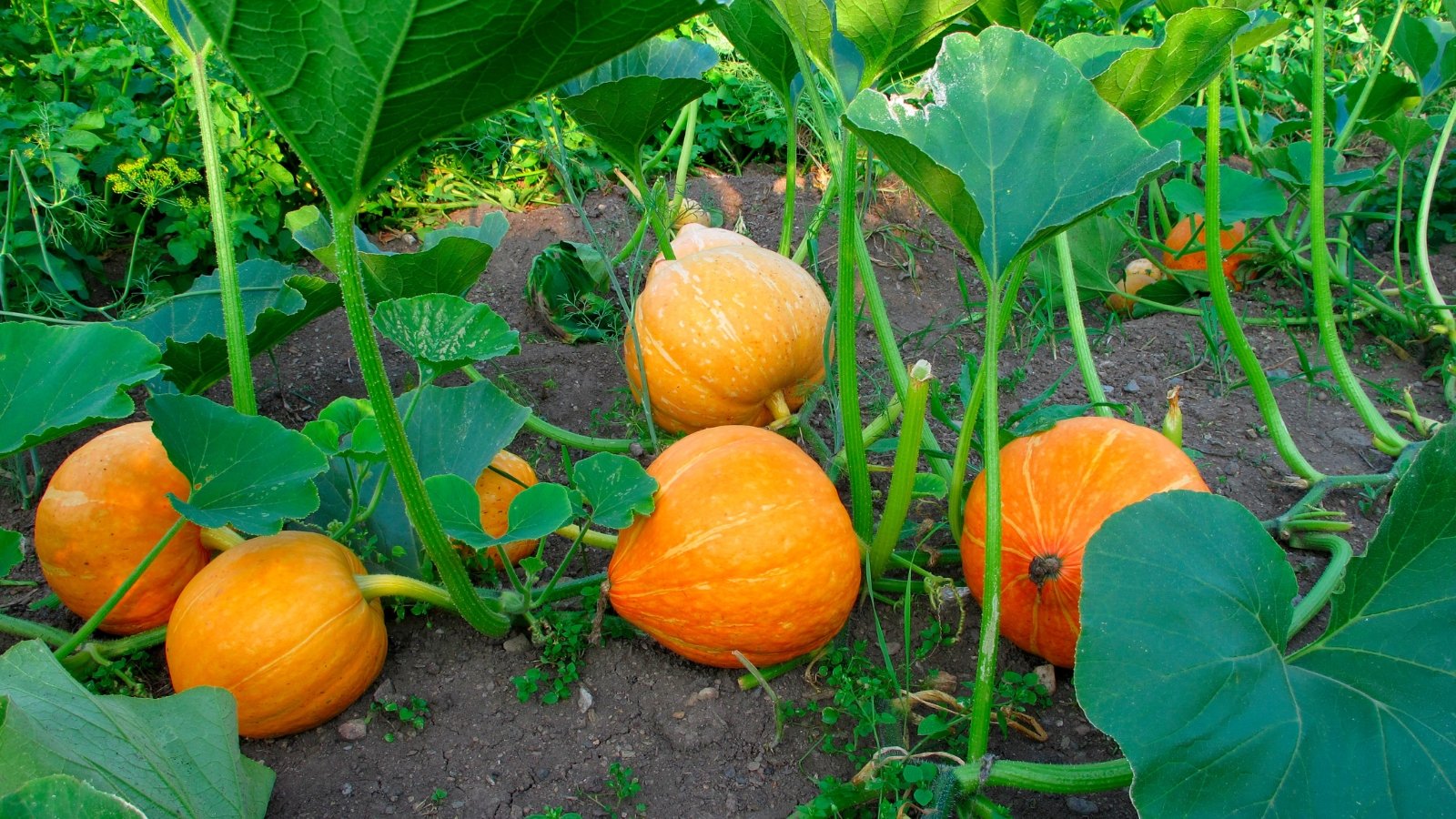 Several vibrant orange Cucurbita pepo fruits grow on thick vines, surrounded by large green leaves and in dark, fertile soil.