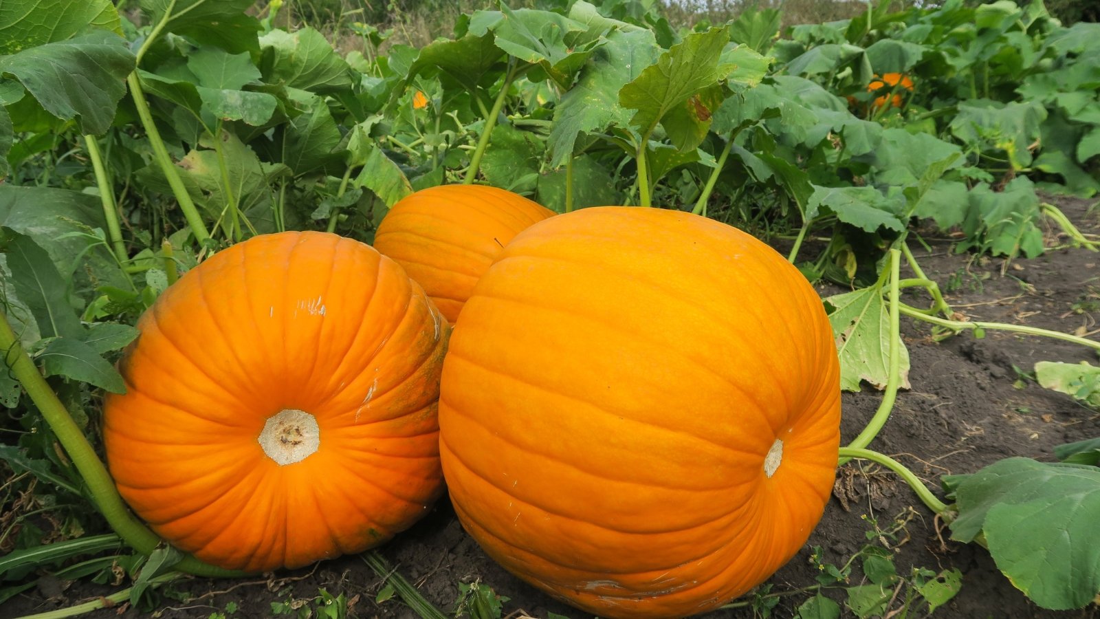 Several large, rounded, deep orange fruits of Cucurbita pepo lie on the ground, surrounded by lush green leaves and thick vines.