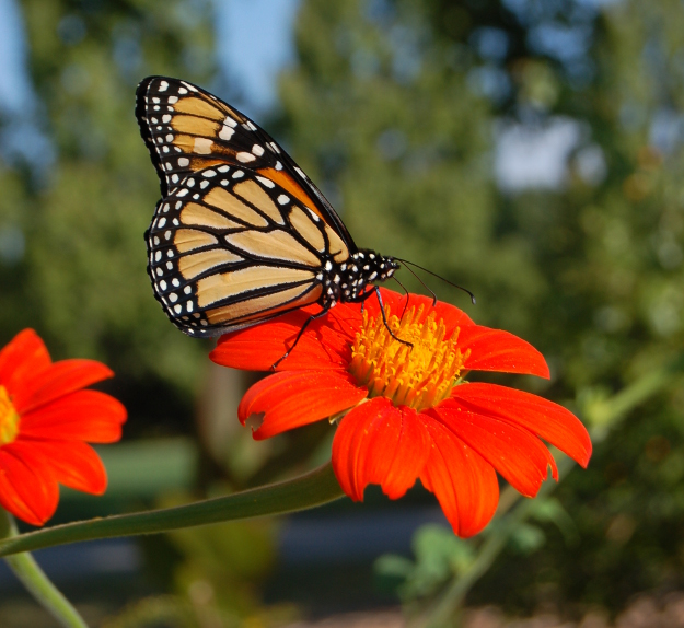 tithonia rotundifolia monarch mexican sunflower