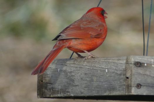 Cardinal