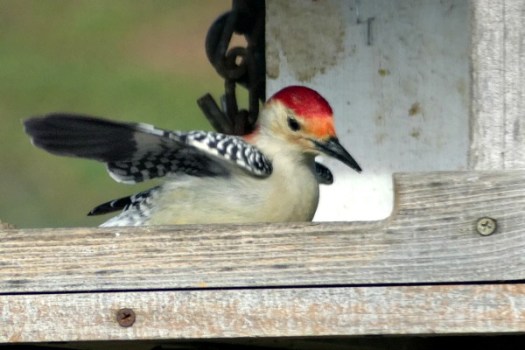 Red-headed woodpecker at my bird feeder