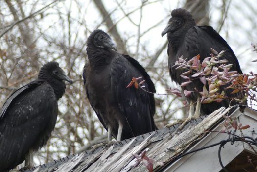 Vultures are the ugly but necessary scavengers of the animal world