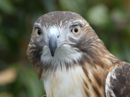 Hawk