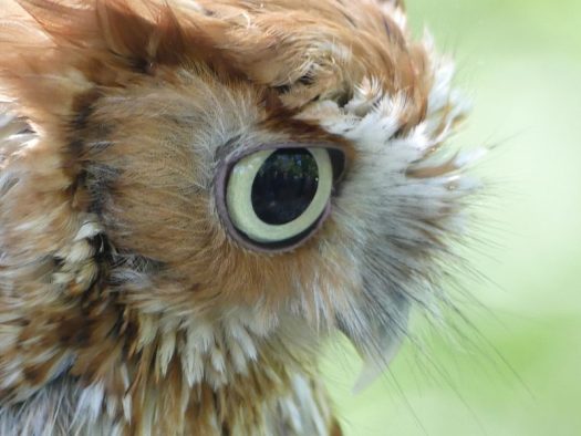 eastern owl