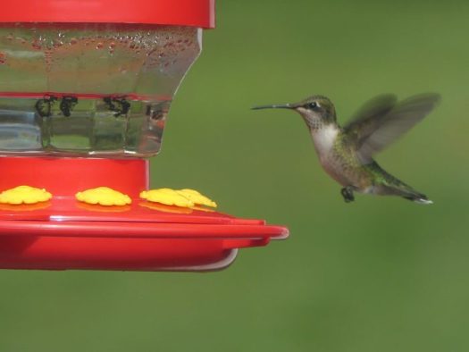 Not seen in February in my home state of Maryland, the Ruby-throated Hummingbird could be seen in California.