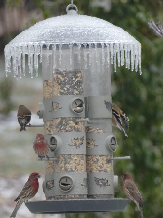 Bird feeding in winter