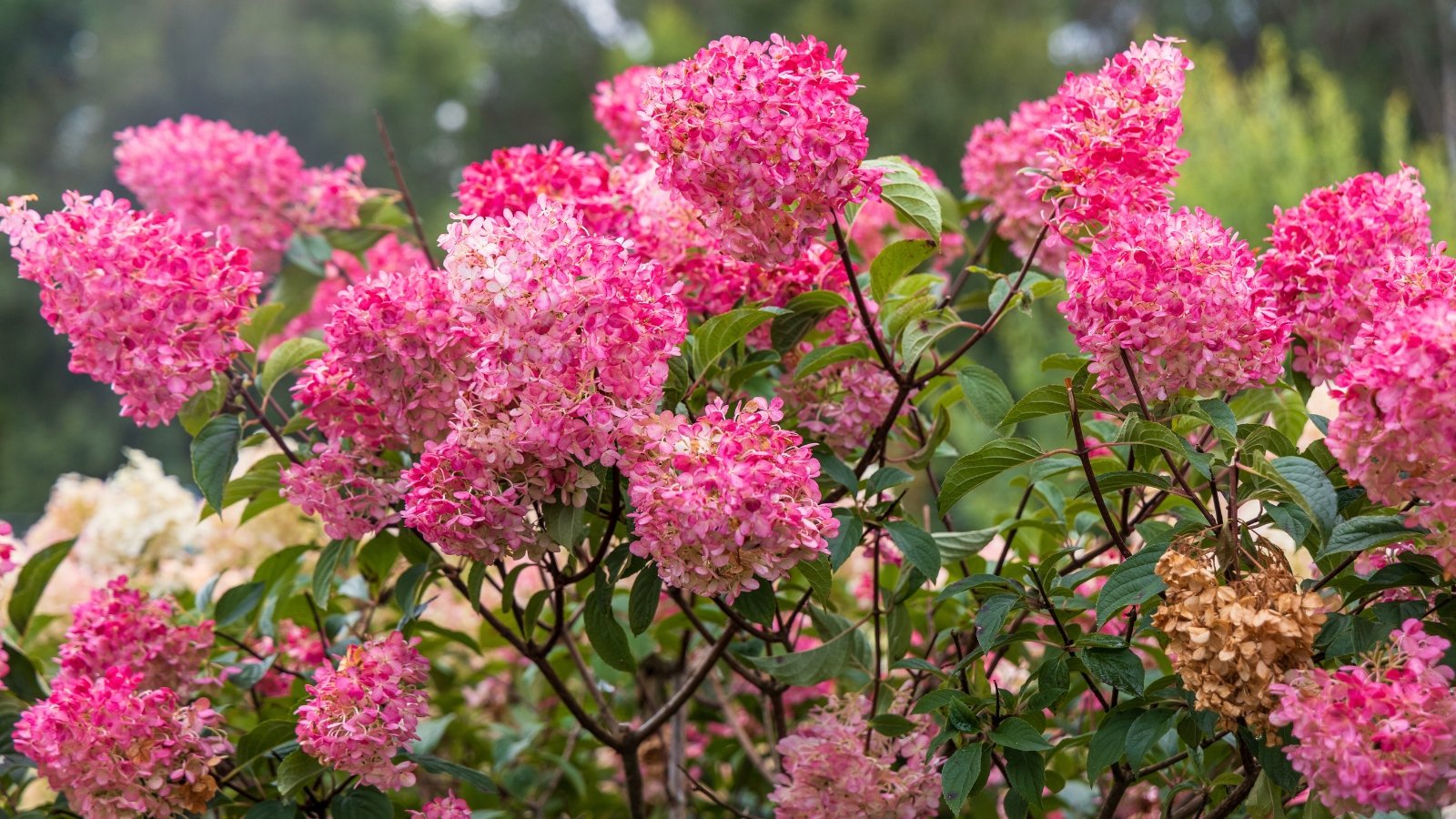 Panículas de flores blancas alargadas que se vuelven rosadas con la edad, contra hojas puntiagudas de color verde oscuro.