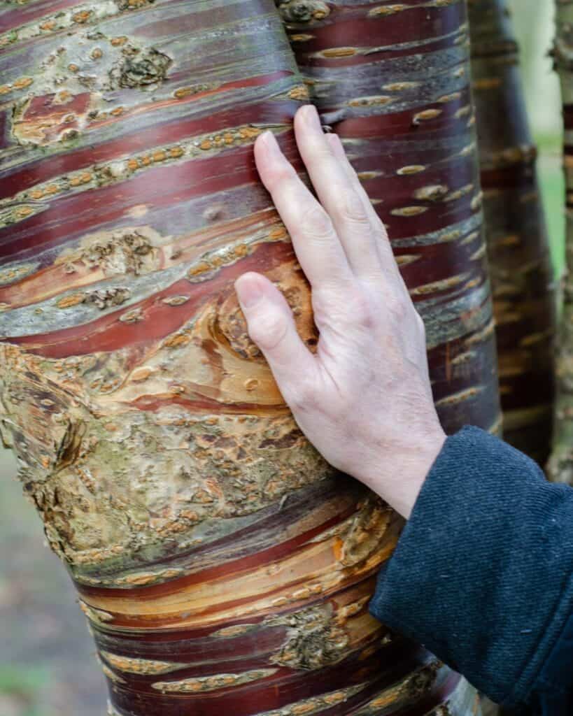 hand in a pocket cherry tree trunk close up