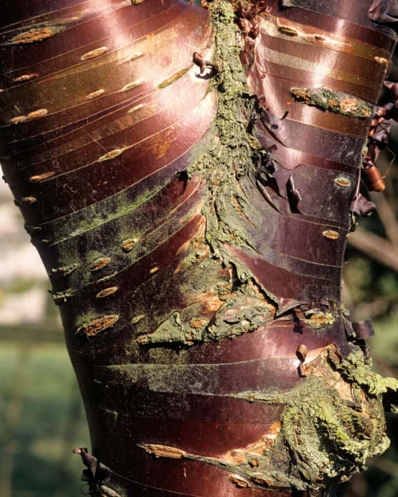Closeup of pocket cherry tree trunk