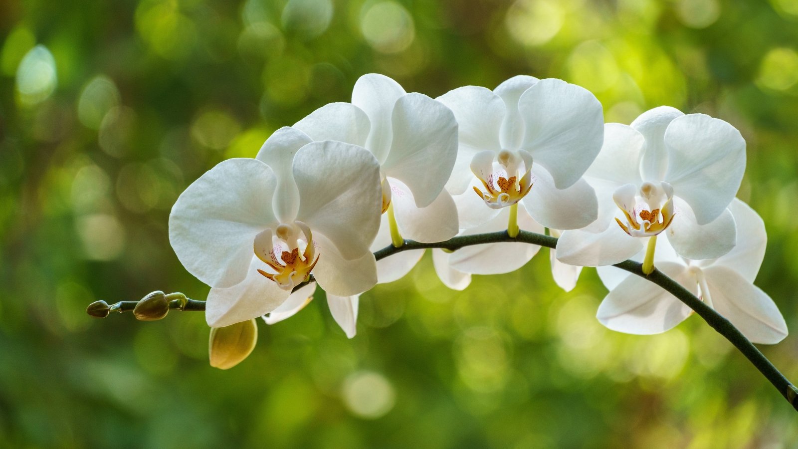 Pure white flowers with wide, soft petals surrounding a golden yellow center are set among soft green leaves.