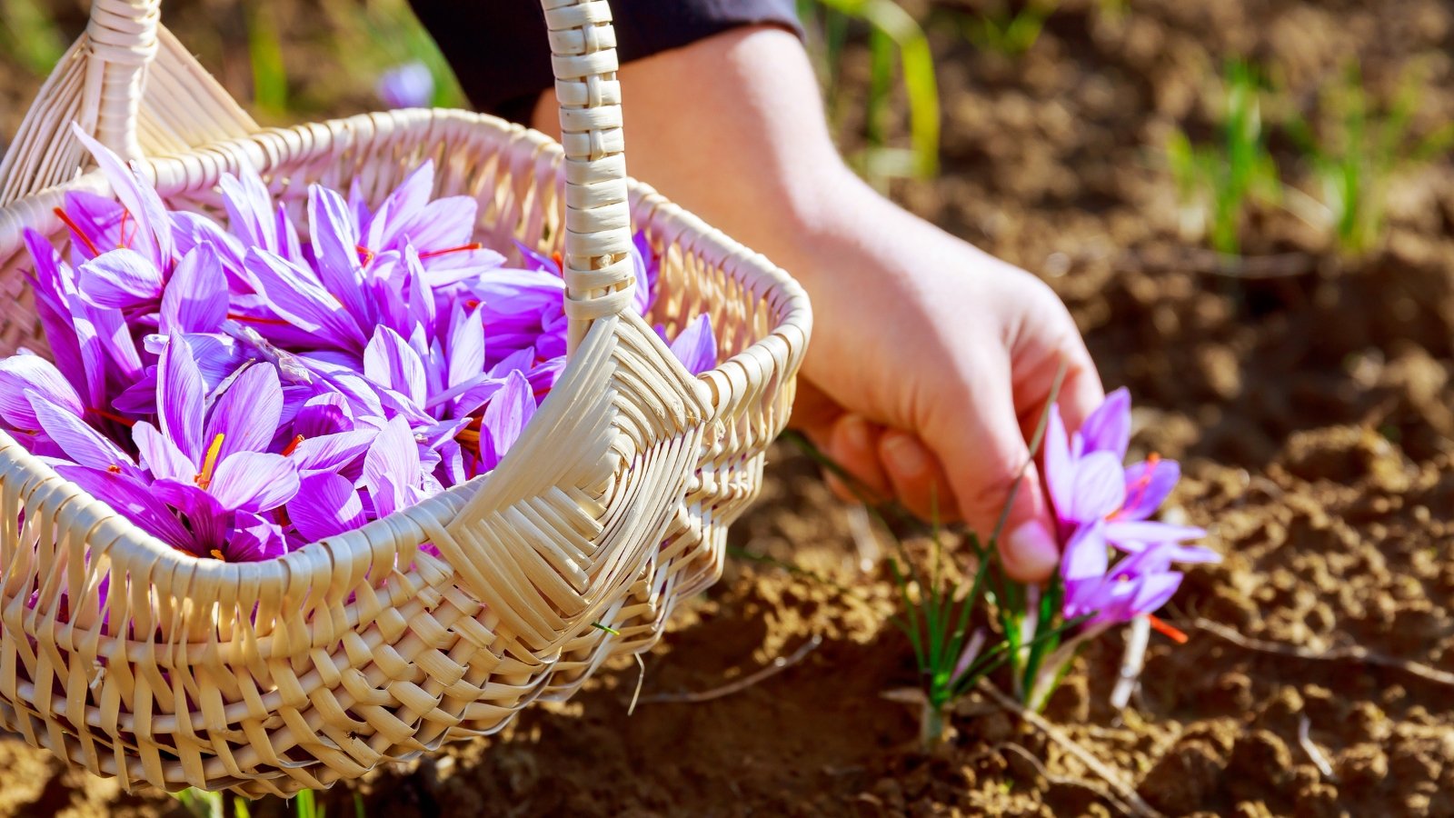 A woman picks saffron flowers and places them gently in a wicker basket.
