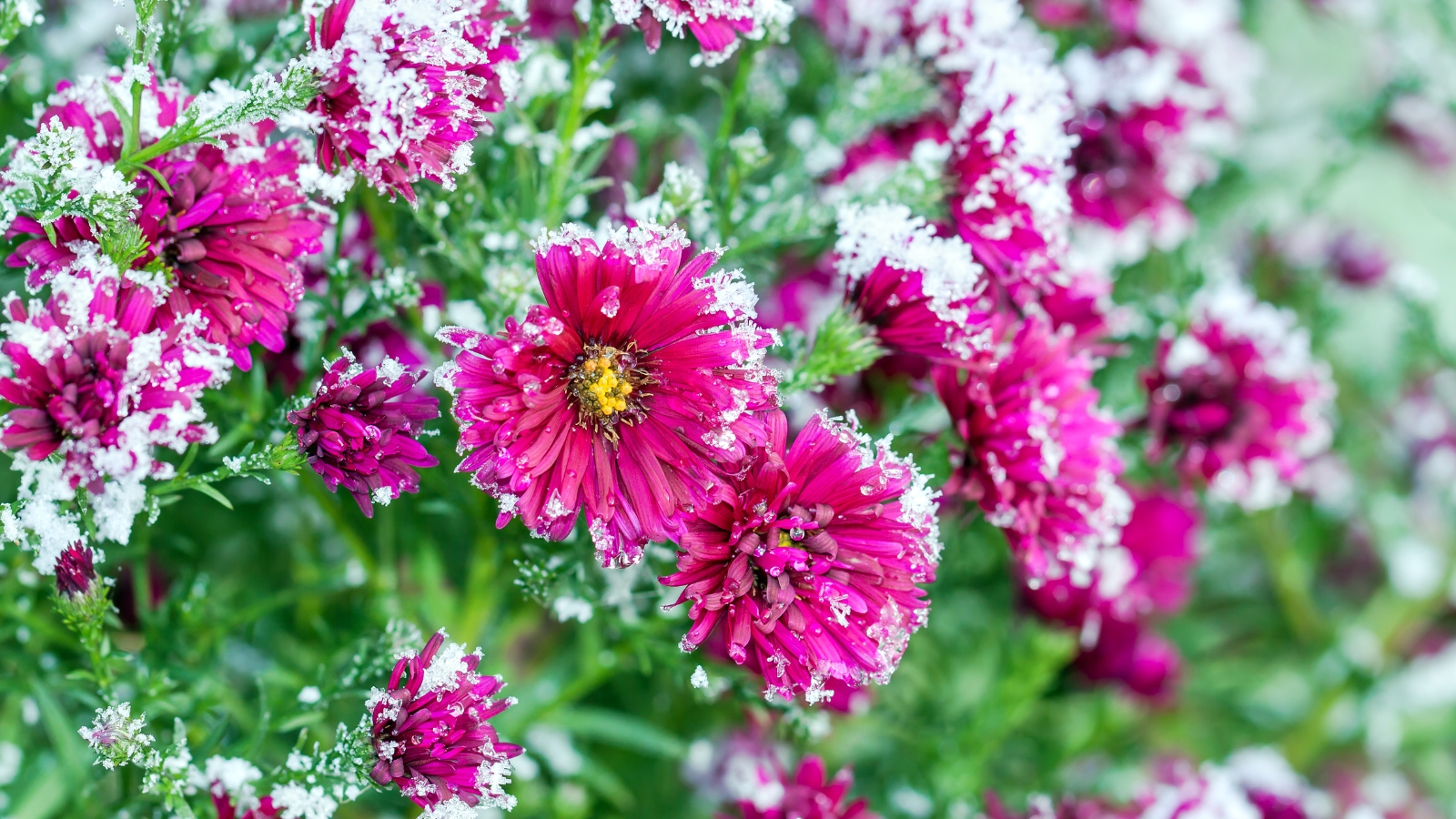 Flores de crisantemo de color rosa brillante cubiertas de nieve.