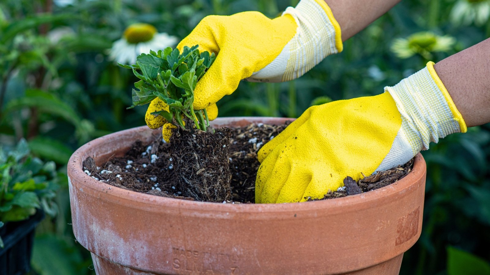 Female hands in yellow gloves plant a small seedling with dark green deeply lobed leaves in a large clay pot filled with a fresh loose soil mixture.