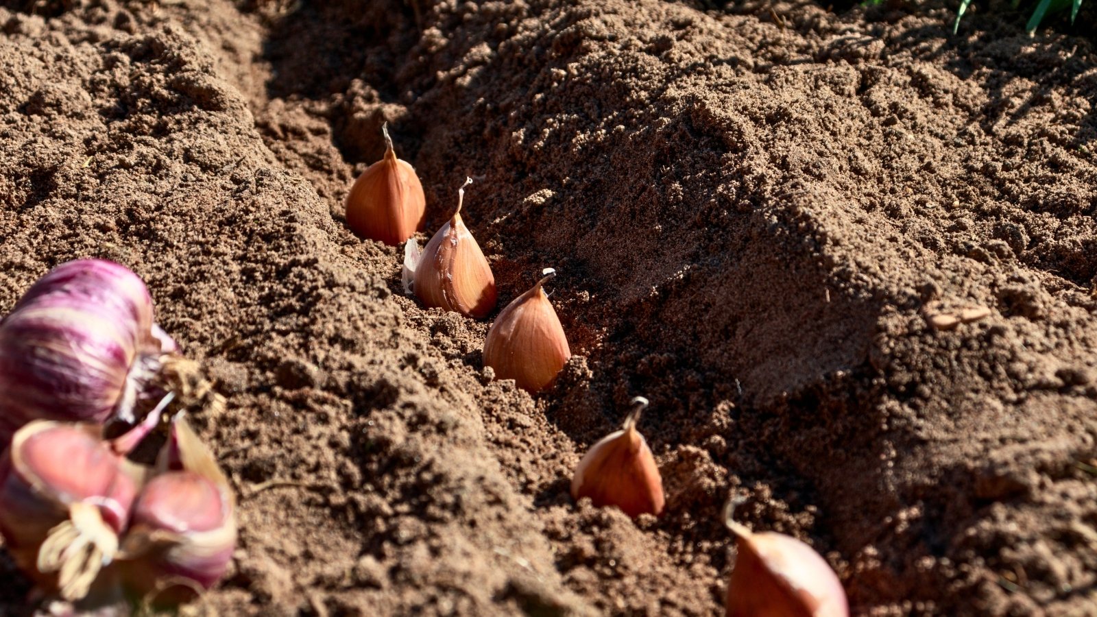 Pinkish-brown garlic cloves do well in rich, dark soil.