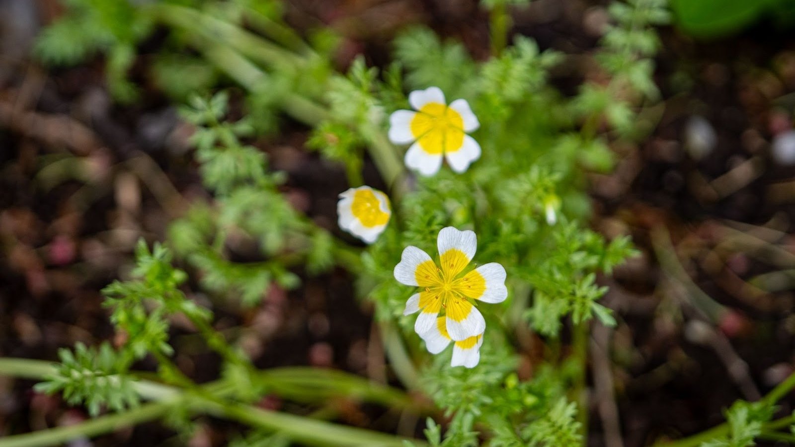 Small, low-growing poached egg plant with dainty white and yellow flowers, surrounded by feathery green leaves in a natural setting.